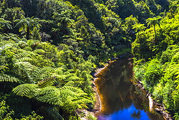 Tropical rainforest scenery on State Highway 43 (Forgotten World Highway), Taranaki Region, North Island, New Zealand, Pacific