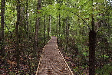 Footpath through Waipoua Kauri Forest, Northland Region, North Island, New Zealand, Pacific