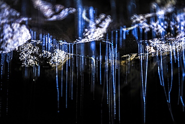 Glow worms in Waitomo Caves, Waikato Region, North Island, New Zealand, Pacific