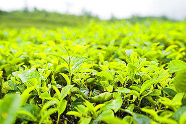 Tea leaf close up in a tea plantation near Bandung, Java, Indonesia, Southeast Asia, Asia