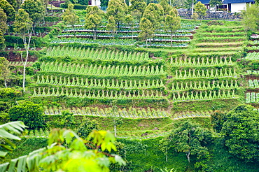 Vegetable terraces on a steep hill, Bandung, Java, Indonesia, Southeast Asia, Asia