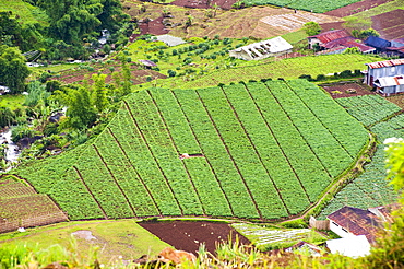 Aerial phot of vegetable fields at Wonosobo, Dieng Plateau, Central Java, Indonesia, Southeast Asia, Asia