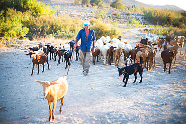 Goat Herder, Mojacar, Almeria, Andalucia, Spain, Europe