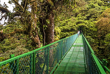 Selvatura Treetop hanging bridges, Monteverde Cloud Forest Reserve, Puntarenas, Costa Rica, Central America