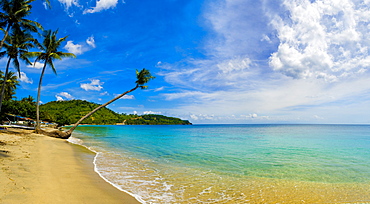 Panorama of an overhanging palm tree at Nippah Beach on tropical Lombok Island, Indonesia, Southeast Asia, Asia