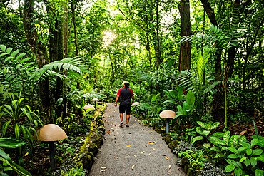 Rainforest walk near La Fortuna, Alajuela Province, Costa Rica, Central America