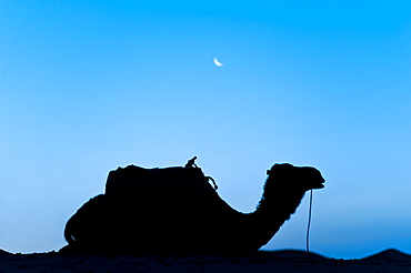 Silhouette of a camel in the desert at night, Erg Chebbi Desert, Morocco, North Africa, Africa 