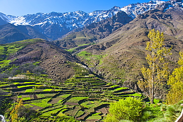 Terraced vegetable fields and farm land belonging to Berber farmers in the High Atlas Mountains, Morocco, North Africa, Africa 