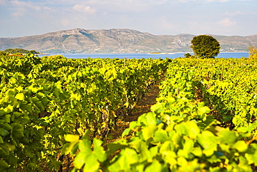 Vineyard, Lumbarda, Korcula Island, Dalmatian Coast, Adriatic, Croatia, Europe 