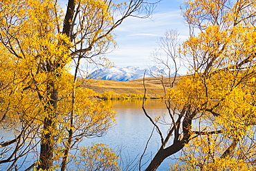 Snow capped mountains and autumn trees, Lake Alexandrina, Canterbury Region, South Island, New Zealand, Pacific 