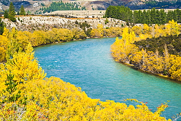 Autumn trees along the Clutha River, Wanaka, South Island, New Zealand, Pacific 