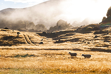 Canaan Downs Scenic Reserve at sunrise, Abel Tasman National Park, South Island, New Zealand, Pacific 