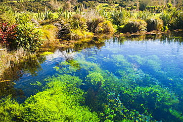 Pupu Springs (Te Waikoropupu Springs), the clearest springs in the world, Golden Bay, Tasman Region, South Island, New Zealand, Pacific