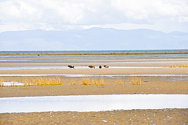 Birds and mountains at Farewell Spit, Golden Bay, South Island, New Zealand