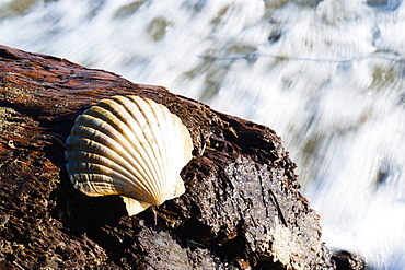 Shell on Pohara Beach, Golden Bay, South Island, New Zealand, Pacific 