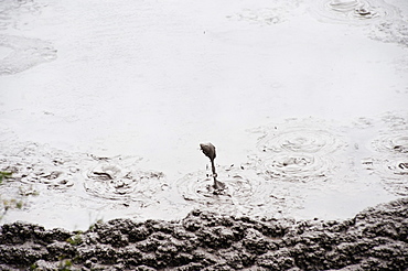 Bubbling mud pool at Te Puia Springs, Rotorua, North Island, New Zealand, Pacific 