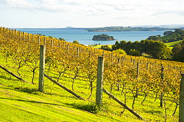 Autumn vineyard on Waiheke Island, Auckland, North Island, New Zealand, Pacific 