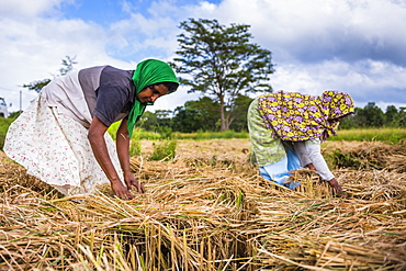 Sri Lankan women working in a wheat field just outside Dambulla, Central Province, Sri Lanka, Asia