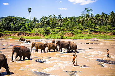 Pinnawala Elephant Orphanage, Elephants and mahouts in the Maha Oya River near Kegalle in the Hill Country of Sri Lanka, Asia