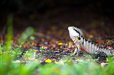 Australian eastern water dragon (Physignathus lesueurii) in Brisbane Botanical Gardens, Brisbane, Queensland, Australia, Pacific