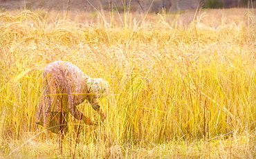 Single woman harvesting rice, Paro, Bhutan, Asia