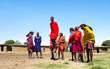 Masai Mara men perform traditional jumping to secure a bride, Masai Mara National Reserve, Kenya, East Africa, Africa