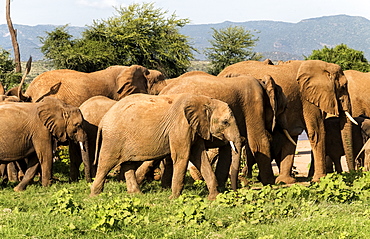 Herd of elephants, Samburu National Reserve, Kenya, East Africa, Africa