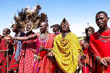 Masai Mara members sing tribal songs to greet guests to their village, Masai Mara National Reserve, Kenya, East Africa, Africa