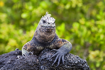 Galapagos marine iguana (Amblyrhynchus cristatus), Fernandina Island, Galapagos Islands, UNESCO World Heritge Site, Ecuador, South America