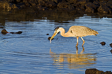 Great blue heron (Ardea herodias), Cerro Dragon, Santa Cruz Island, Galapagos Islands, UNESCO World Heritge Site, Ecuador, South America