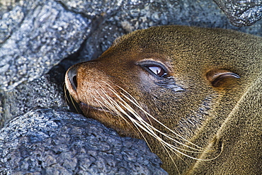 Galapagos fur seal (Arctocephalus galapagoensis), Puerto Egas, Santiago Island, Galapagos Islands, Ecuador, South America