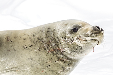 Female crabeater seal (Lobodon carcinophaga), Cuverville Island, near the Antarctic Peninsula, Southern Ocean, Polar Regions