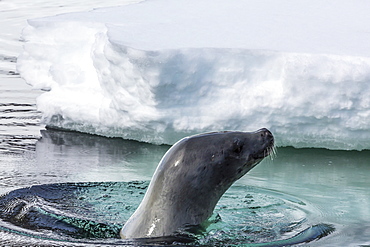 Adult crabeater seal (Lobodon carcinophaga), Cuverville Island, near the Antarctic Peninsula, Southern Ocean, Polar Regions