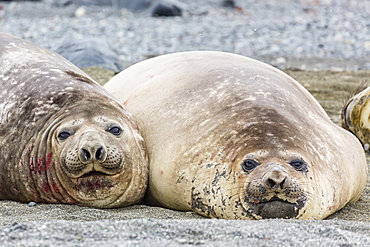 Southern elephant seals (Mirounga leonina) hauled out for their annual catastrophic moult, Snow Island, Antarctica, Polar Regions