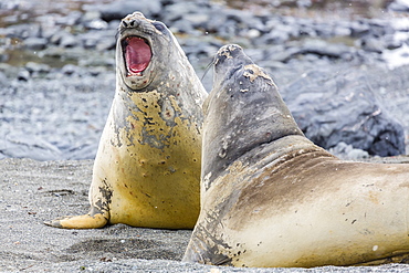 Southern elephant seals (Mirounga leonina) hauled out for their annual catastrophic moult, Snow Island, Antarctica, Polar Regions