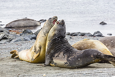 Southern elephant seals (Mirounga leonina) hauled out for their annual catastrophic moult, Snow Island, Antarctica, Polar Regions