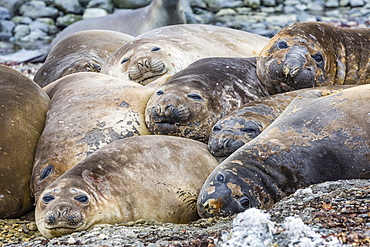 Southern elephant seals (Mirounga leonina) hauled out for their annual catastrophic moult, Snow Island, Antarctica, Polar Regions