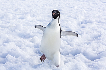 Adelie penguin (Pygoscelis adeliae), Torgersen Island, Antarctic Peninsula, Antarctica, Polar Regions