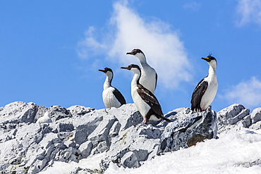 Adult Antarctic shags (Phalacrocorax (atriceps) bransfieldensis), Enterprise Islands, Antarctica, Polar Regions