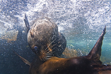 Galapagos fur seal (Arctocephalus galapagoensis) bulls mock-fighting underwater, Genovesa Island, Galapagos Islands, Ecuador, South America