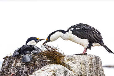 Adult Antarctic shags (Phalacrocorax (atriceps) bransfieldensis), breeding colony on Jougla Point, Weincke Island, Antarctica, Polar Regions