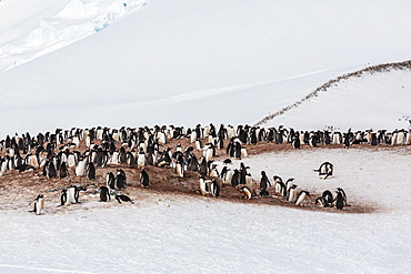Adult gentoo penguins (Pygoscelis papua) mating colony on Cuverville Island, Antarctica, Southern Ocean, Polar Regions