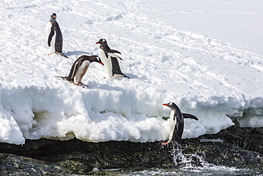 Adult gentoo penguins (Pygoscelis papua) at low tide, Cuverville Island, Antarctica, Southern Ocean, Polar Regions