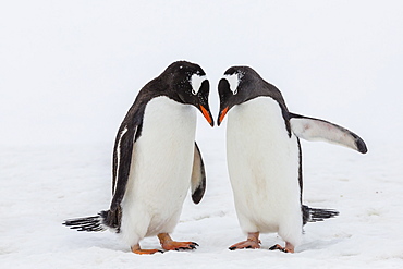 Adult gentoo penguins (Pygoscelis papua) courtship display, Neko Harbor, Antarctica, Southern Ocean, Polar Regions