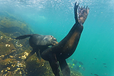 Galapagos fur seal (Arctocephalus galapagoensis) bulls mock-fighting underwater, Genovesa Island, Galapagos Islands, Ecuador, South America