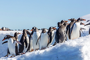 Adult gentoo penguin (Pygoscelis papua) on ice in Mickelson Harbor, Antarctica, Southern Ocean, Polar Regions
