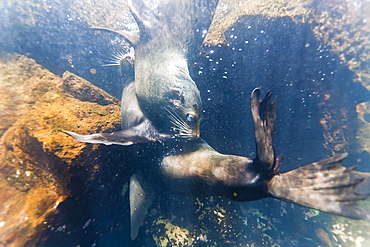 Galapagos fur seal (Arctocephalus galapagoensis) bulls mock-fighting underwater, Genovesa Island, Galapagos Islands, Ecuador, South America