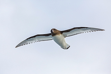 Adult Antarctic petrel (Thalassoica antarctica) in flight, Drake Passage, Antarctica, Southern Ocean, Polar Regions