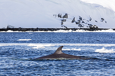 Antarctic Minke whale (Balaenoptera bonaerensis), Booth Island, Antarctica, Southern Ocean, Polar Regions