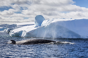 Antarctic Minke whale (Balaenoptera bonaerensis), Booth Island, Antarctica, Southern Ocean, Polar Regions